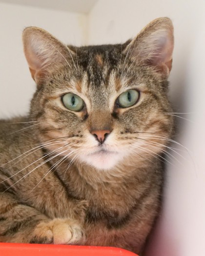 View Carol the Cat Photo #1