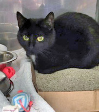 View Sloane the Cat Photo #3