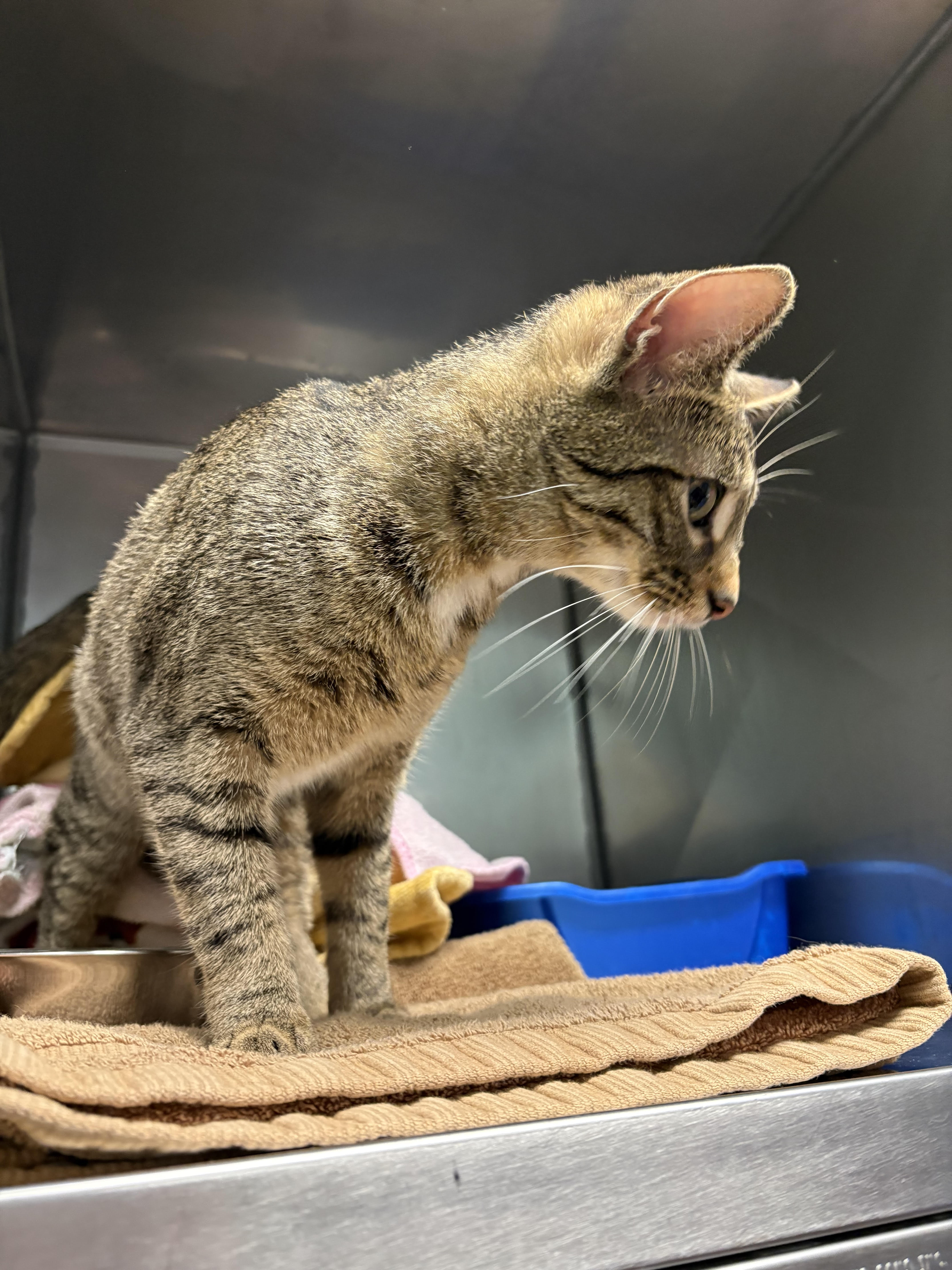 Help Rehome This Cat Cat