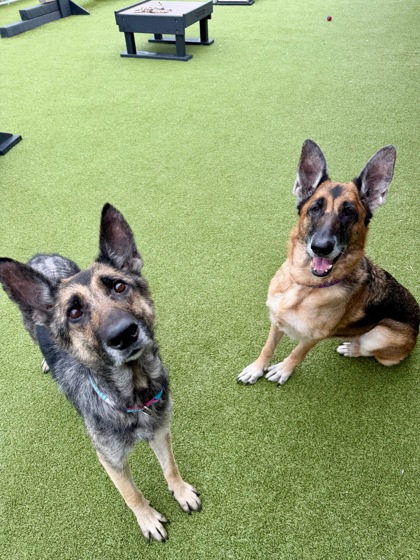 View Starfire (bonded To Raven) the Dog Photo #1