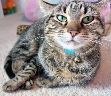 View Beep (in Foster) the Cat Photo #1