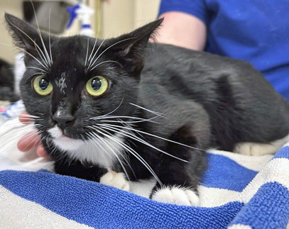 View Fruit Roll-up (at Smitten Kitten) the Cat Photo #1