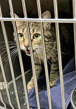 LUCKY PENNY (AT SMITTEN KITTEN) - Domestic Shorthair / Mix available for adoption