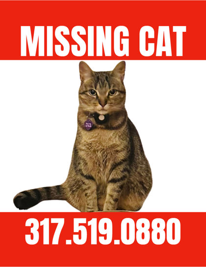 Have You Seen Miller? Cat
