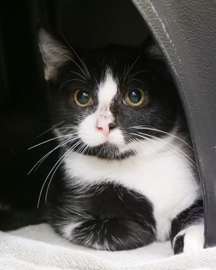 Small Cats for Adoption: Find Your Perfect Furry Friend Today