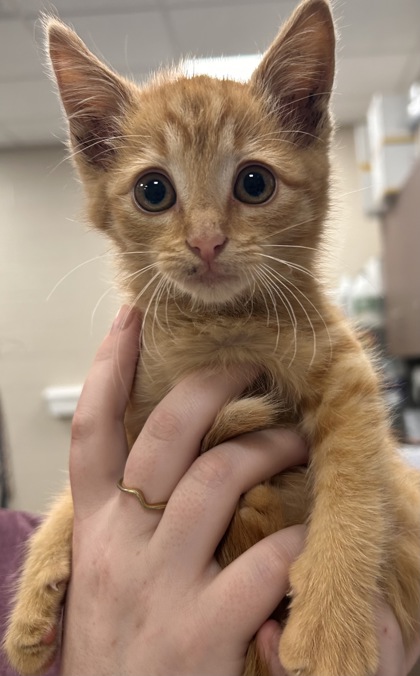 Help Rehome This Cat Cat