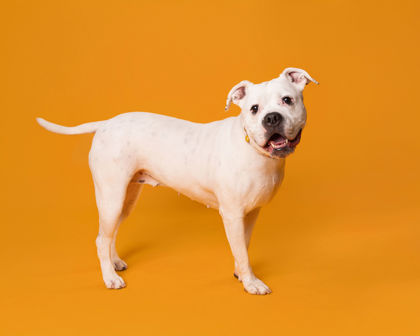 View Abby the Dog Photo #2