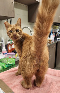 Help Rehome This Cat Cat