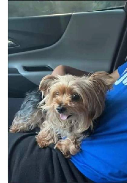 Have You Seen Lil Bit? Dog