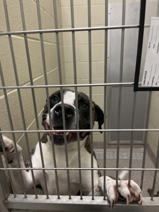 View Miles the Dog Photo #1