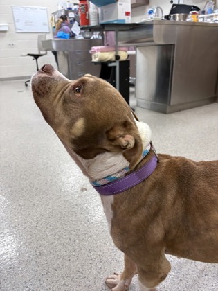 View Bruno the Dog Photo #1