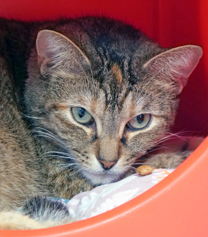 View Carol the Cat Photo #2