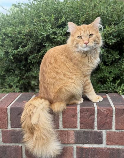 Have You Seen Cooper? Cat