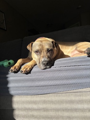 View Piper (in Foster) the Dog Photo #1