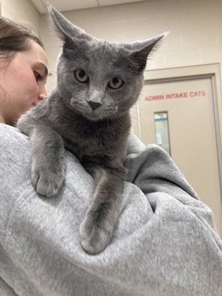 View Found Cat Photo #1