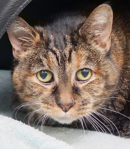 View Gambit the Cat Photo #1