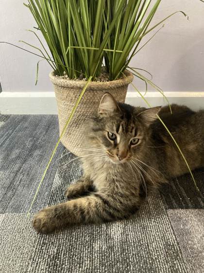 View Lost Cat Photo #1