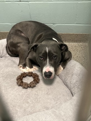 View Diamond the Dog Photo #2