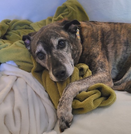 Photo of Omni (in foster)