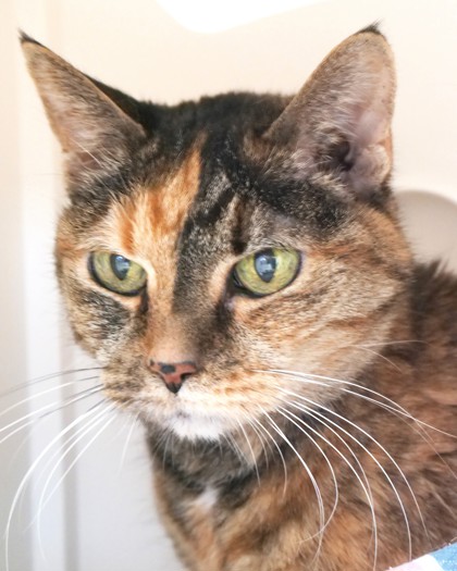 Learn More About Priscilla (at Smitten Kitten)