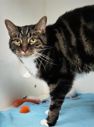 View Bandit the Cat Photo #2