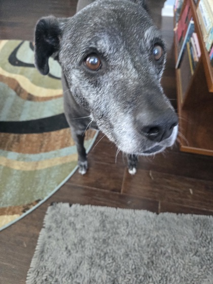 PIXIE (IN FOSTER) - Labrador Retriever / Mix available for adoption