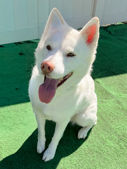 BELLA - Siberian Husky / Mix available for adoption