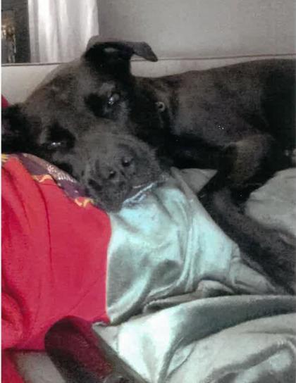 View Sammie (in Foster) the Dog Photo #2