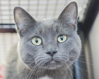 View Allie the Cat Photo #2