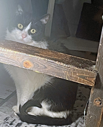 View Bow (in Foster) the Cat Photo #3