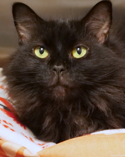 Learn More About Big Mama (at Smitten Kitten) Photo of Big Mama (at Smitten Kitten)