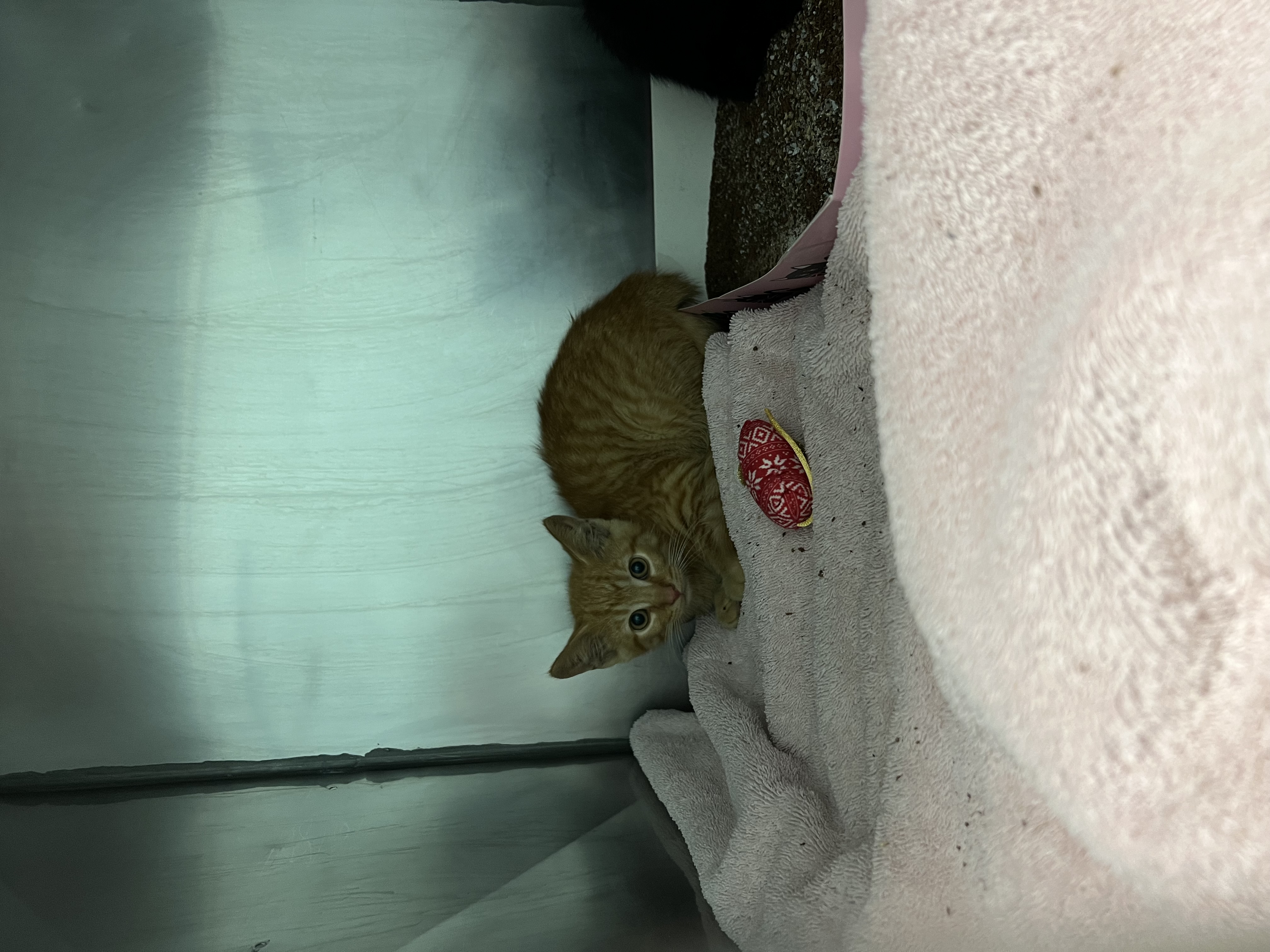 Help Rehome This Cat Cat