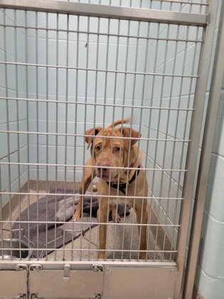 View Walter the Dog Photo #1