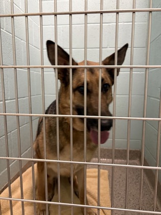 View Layla the Dog Photo #1