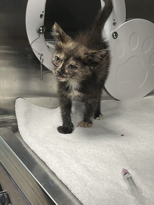 Help Rehome This Cat Cat