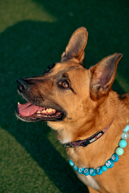View Gidget the Dog Photo #3