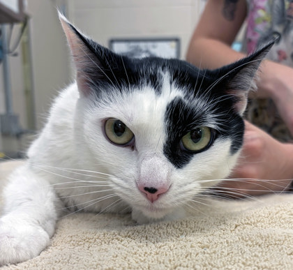 View Phoebe the Cat Photo #1