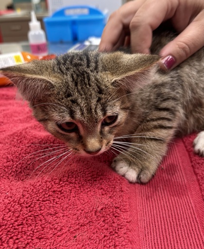 Help Rehome This Cat Cat