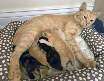 View Symphony the Cat Photo #1