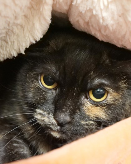 Photo of Mocha