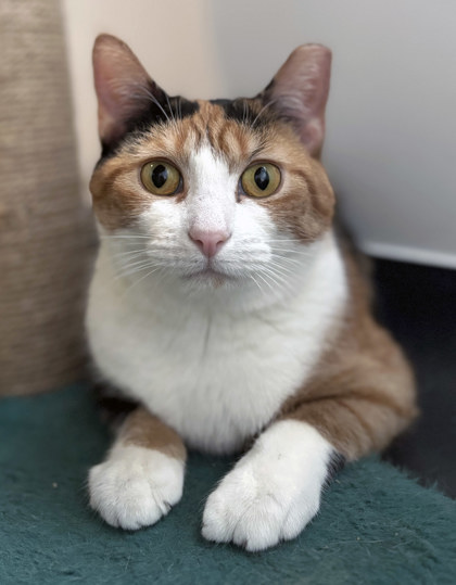 View Lillia (in Foster) the Cat Photo #1