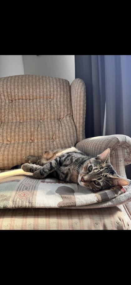 View Lost Cat Photo #1