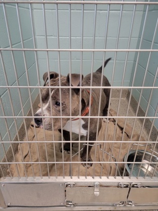 Help Rehome This Dog Dog