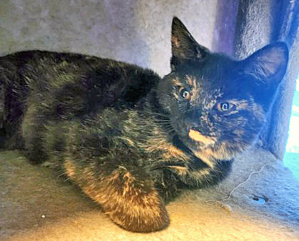 View Carly the Cat Photo #2