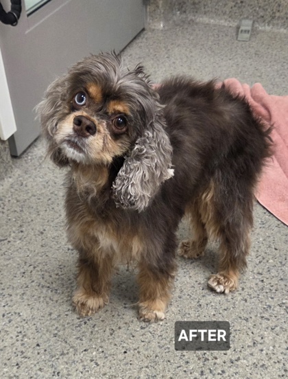 View Chanel (bonded To Zoii) the Dog Photo #2