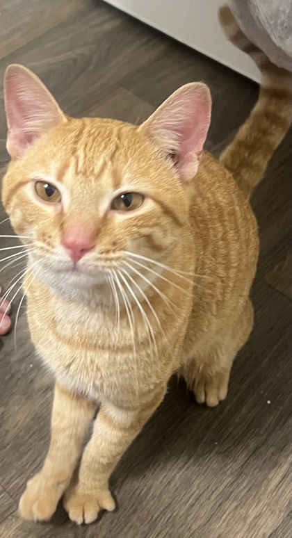 Have You Seen This Cat? Cat