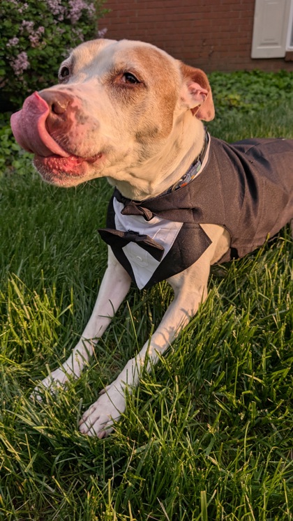 View Johnny Appleseed (in Foster) the Dog Photo #1