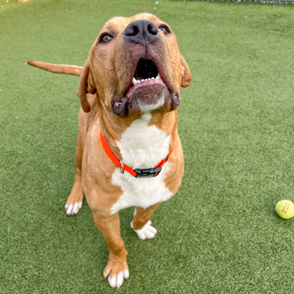 View Howard the Dog Photo #2