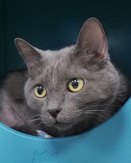 Learn More About Marley (bonded To Foomf) (in Foster)