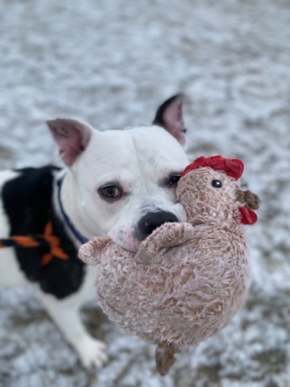 View Moose the Dog Photo #2